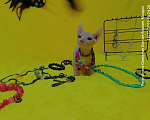 Кошки в Моздоке: Очаровательные двэльфочки Девочка, Бесплатно - фото 3