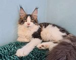 Кошки в Самаре: Котенок породы Мейн-кун, MCO male Lokki, color n 03 22 Мальчик, 35 000 руб. - фото 1