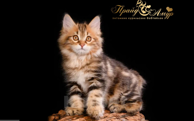 Кошки в Москве: Котик Курильского Бобтейла Мальчик, Бесплатно - фото 1