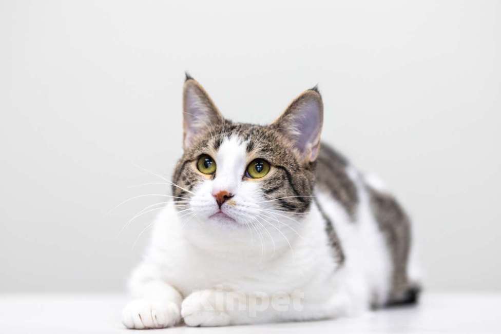 Кошки в Москве: котенок Дворжик в добрые руки Мальчик, Бесплатно - фото 2