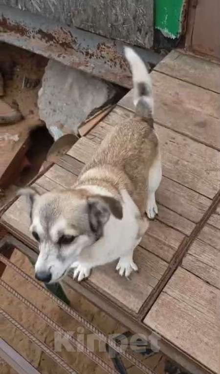 Собаки в Москве: Маленькая Кукла ищет дом и семью Девочка, Бесплатно - фото 6