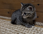 Кошки в Краснодаре: Котята (мальчики) ищут Дом ♥️ Мальчик, Бесплатно - фото 4