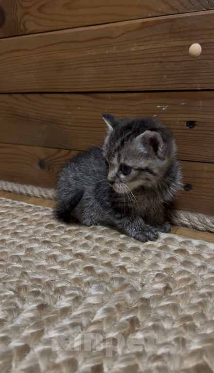 Кошки в Краснодаре: Котята (мальчики) ищут Дом ♥️ Мальчик, Бесплатно - фото 4