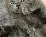Кошки в Таганроге: Кошечка, отдам в добрые руки Девочка, Бесплатно - фото 1