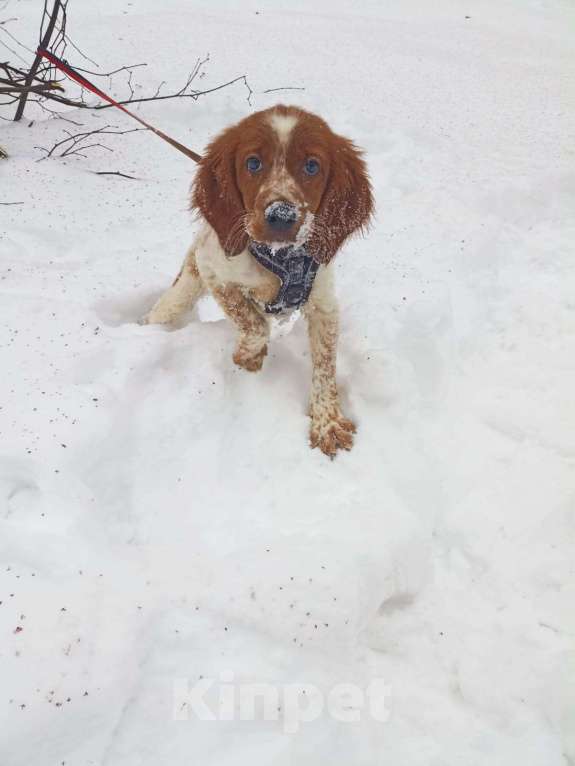 Собаки в Мытищах: Щенок бретонского эпаньоля Мальчик, 45 000 руб. - фото 1