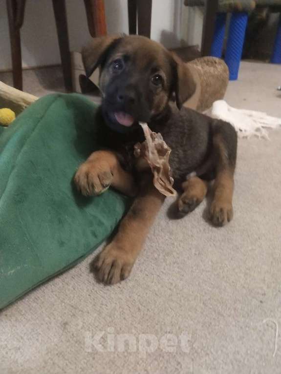 Собаки в Санкт-Петербурге: Малыш Лукас: весёлый хулиган с добрым сердцем в поисках семьи Мальчик, Бесплатно - фото 4