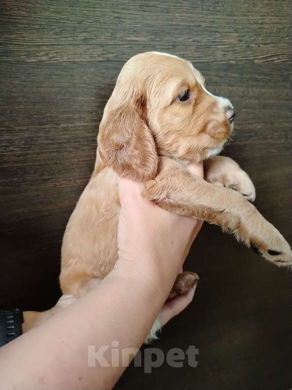 Собаки в Димитровграде: Мальчик Мальчик, 25 000 руб. - фото 4