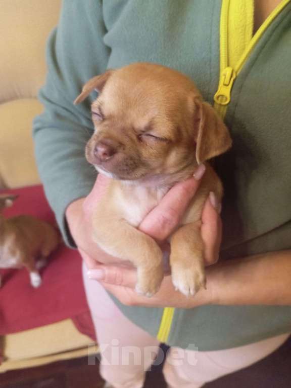 Собаки в Москве: Щенок чихуахуа  Мальчик, 20 000 руб. - фото 3