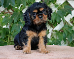 Собаки в Москве: Чудесный мальчик кавалер в поисках семьи Мальчик, 80 000 руб. - фото 3