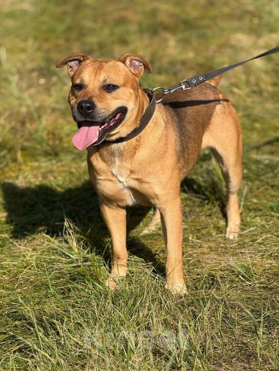 Собаки в Москве: Сэм амстаф Мальчик, Бесплатно - фото 5