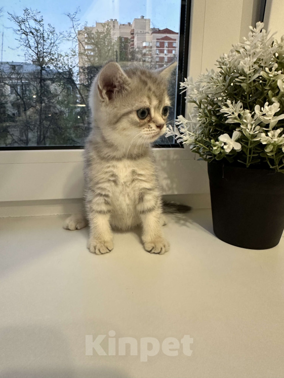 Кошки в Люберцах: Британские голубоглазые котята  Девочка, 6 000 руб. - фото 3