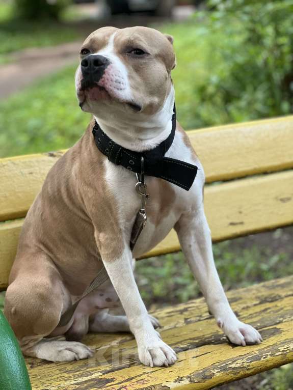 Собаки в Люберцах: Собака в добрые руки. БЕСПЛАТНО!!! Мальчик, Бесплатно - фото 5