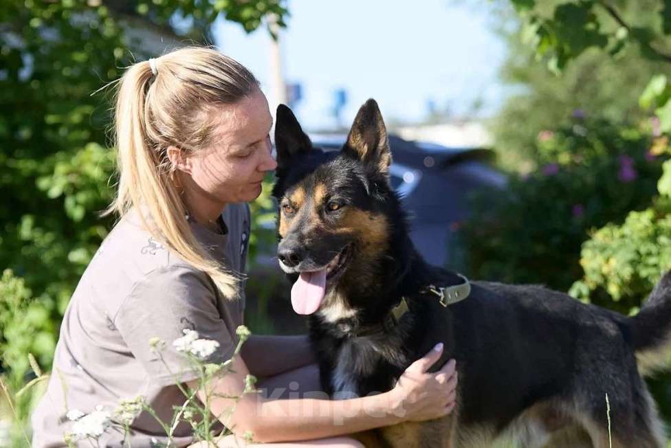 Собаки в Москве: Красавец Арчи Мальчик, Бесплатно - фото 6
