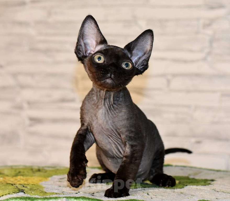Кошки в Москве: Черный мальчик девон-рекс Мальчик, 50 000 руб. - фото 1