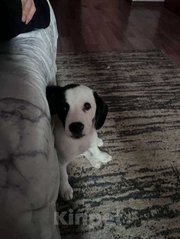 Собаки в Липецке: Щенок в добрые руки Мальчик, Бесплатно - фото 1