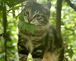 Кошки в Перми: Сибирский котенок Мальчик, Бесплатно - фото 4
