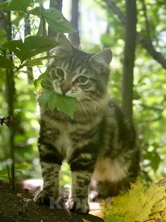 Кошки в Перми: Сибирский котенок Мальчик, Бесплатно - фото 4