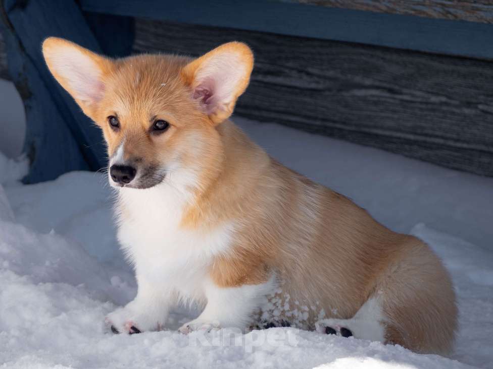 Собаки в Новосибирске: Щенок вельш корги пемброк Мальчик, Бесплатно - фото 2