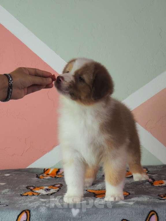 Собаки в Липецке: Австралийская овчарка Мальчик, 50 000 руб. - фото 7