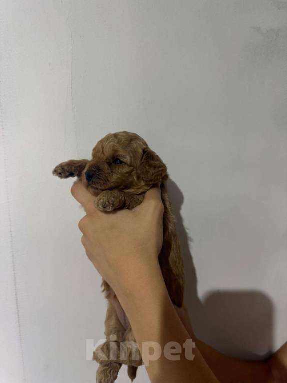 Собаки в Щелково: девочка той пудель Девочка, 70 000 руб. - фото 2