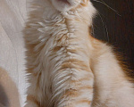 Кошки в Красном Севшем: Очаровательный хулиган, породы Мейн-Кун Мальчик, 45 000 руб. - фото 3