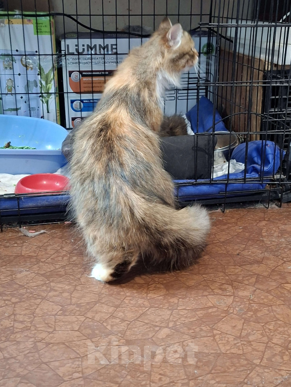 Кошки в Санкт-Петербурге: Молодая пушистая кошка. Девочка, Бесплатно - фото 5