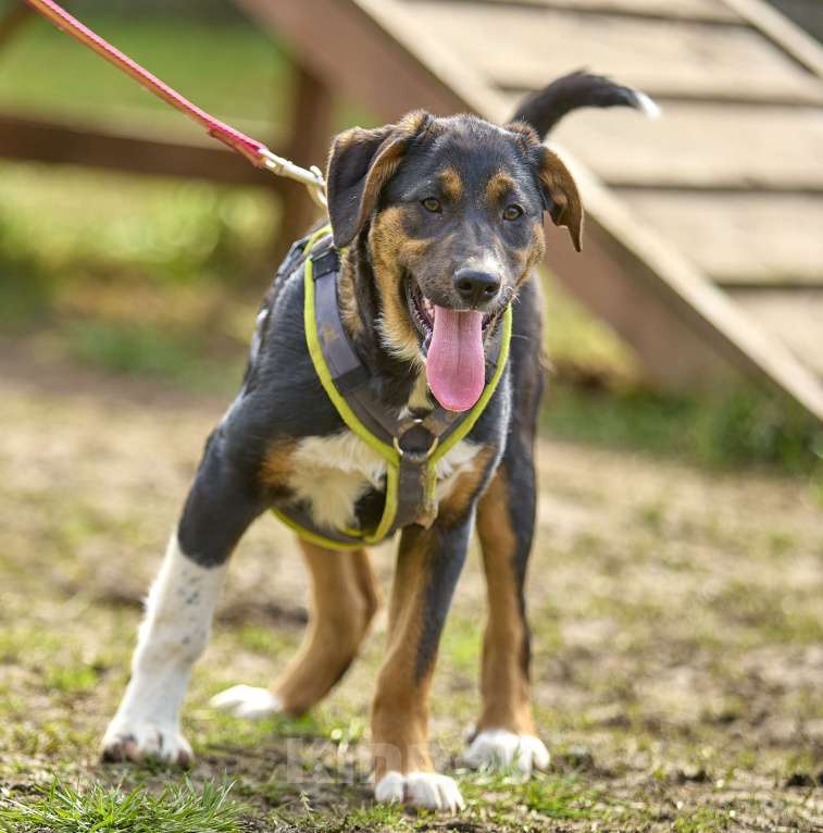 Собаки в Москве: Ищу дом Девочка, 1 руб. - фото 3