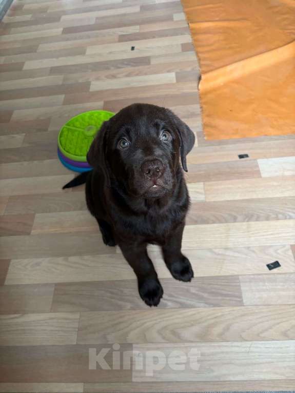 Собаки в Люберцах: Элитный щенок ЛАБРАДОРА- РЕТРИВЕРА девочка Brava Fortuna Agremia - (удачливая Агремия Девочка, 100 000 руб. - фото 6