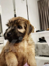 Собаки в Котельнике: Пшеничного терьера щенки Девочка, 100 000 руб. - фото 3