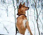 Собаки в Балашихе: Саливан — Хитрый Лис с сердцем из золота! Мальчик, Бесплатно - фото 6