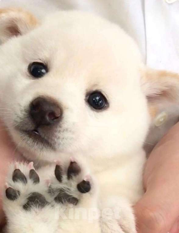 Собаки в Москве: Щенок сиба ину Девочка, 16 000 руб. - фото 4