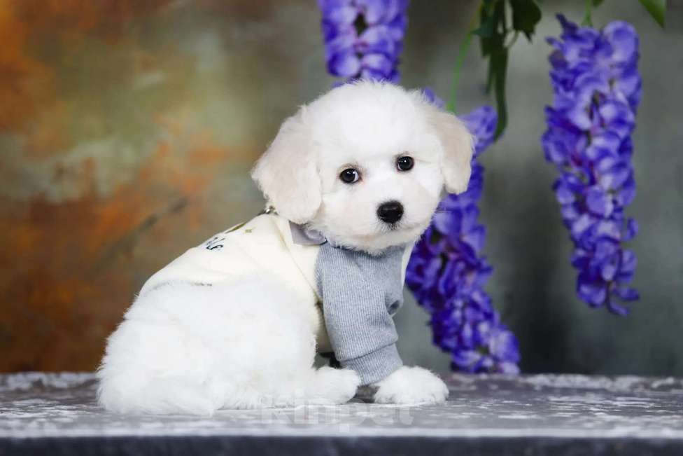 Собаки в Новосибирске: Бишон фризе. Мальчик, 110 000 руб. - фото 4