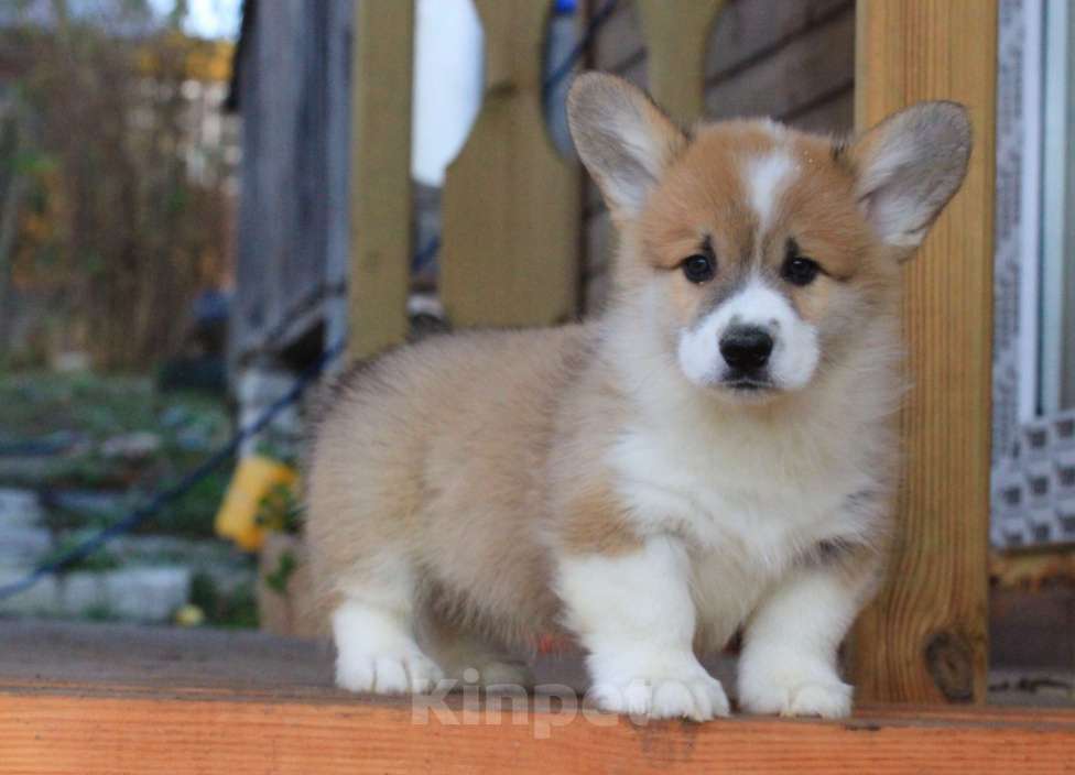 Собаки в Москве: Аманси Бранль Мальчик, 75 000 руб. - фото 8