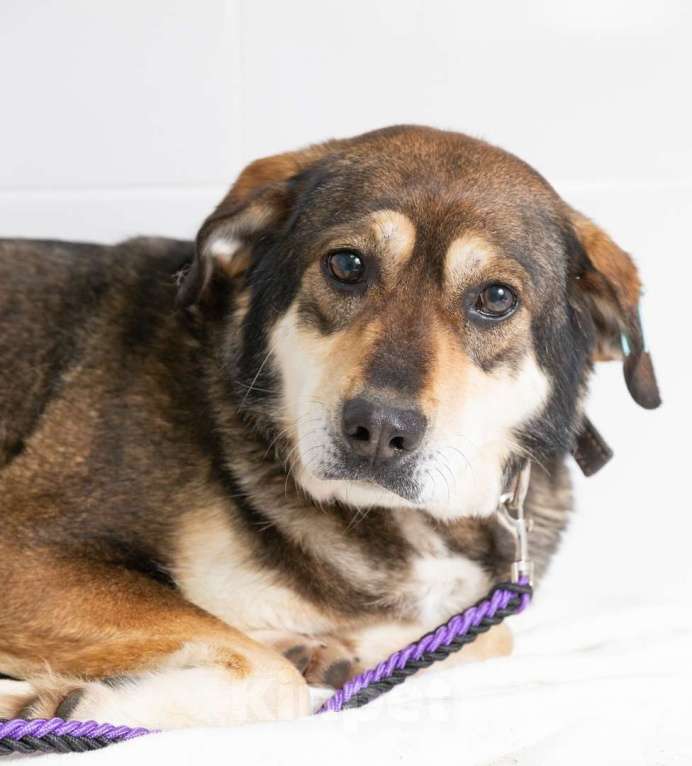 Собаки в Наро-Фоминске: Нора из приюта Берегиня Девочка, Бесплатно - фото 9