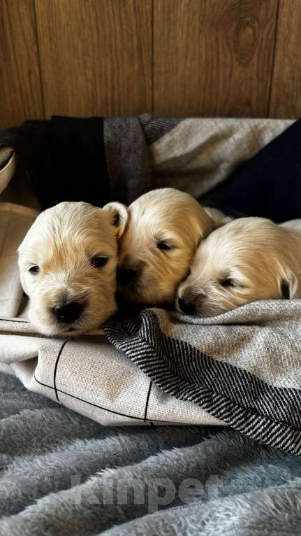 Собаки в Москве: Щенки золотистого ретривера Мальчик, 100 000 руб. - фото 5