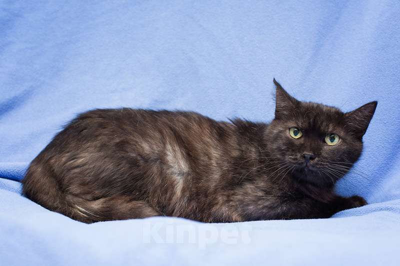 Кошки в Москве: Кошка окраса черный дым Таша в добрые руки Девочка, 1 руб. - фото 2