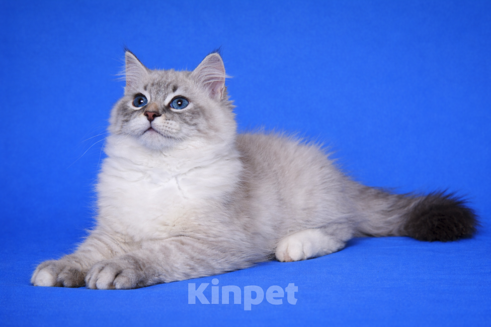 Кошки в Москве: Baron порода Невская маскарадная Мальчик, 60 000 руб. - фото 2