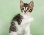 Кошки в Москве: Крохотный котенок Иван ищет семью Мальчик, Бесплатно - фото 6