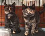 Кошки в Калуге: Детки-конфетки, котята 2,5 мес в добрые руки.  Мальчик, Бесплатно - фото 2