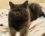 Кошки в Ижевске: Вязка британец, 800 руб. - фото 2