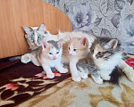 Кошки в Александровске-Сахалинском: Пушистые Котята, Бесплатно - фото 1