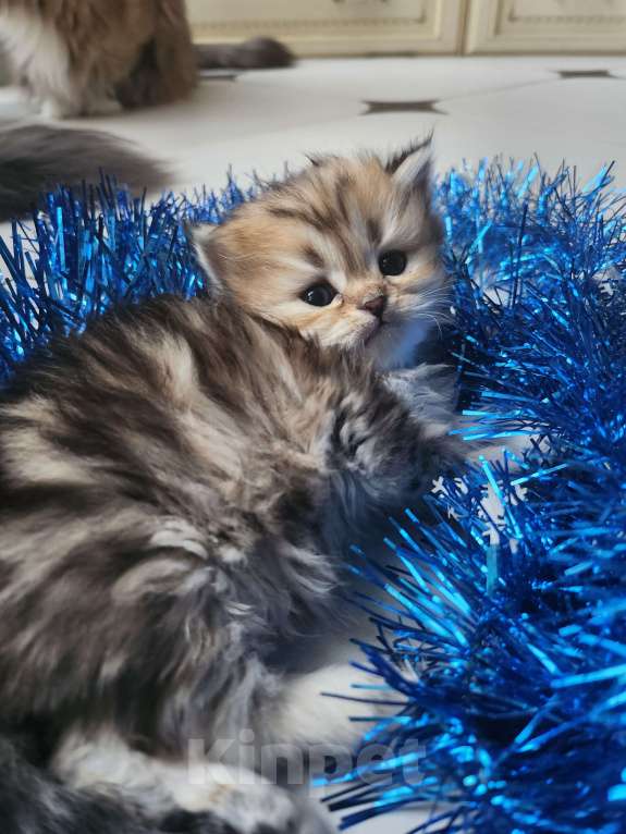 Кошки в Москве: Шотландские  котята  Мальчик, 25 000 руб. - фото 9