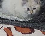 Кошки в Севастополе: Невские котята Мальчик, Бесплатно - фото 2