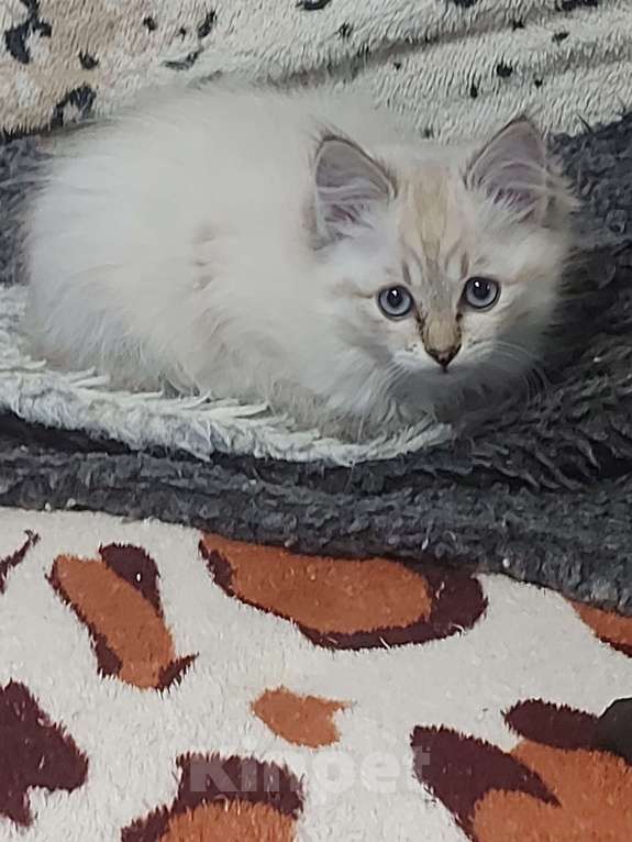 Кошки в Севастополе: Невские котята Мальчик, Бесплатно - фото 2