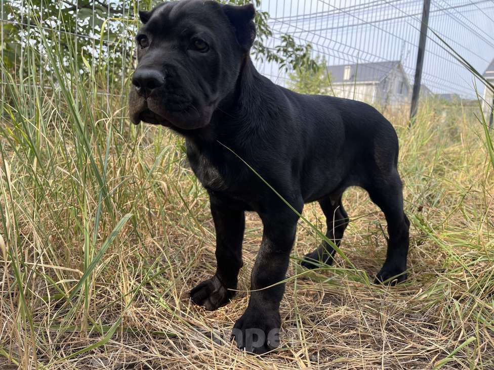 Собаки в Москве: Балу мощный щенок кане-корсо. Мальчик, 120 000 руб. - фото 5