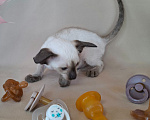 Кошки в Мурманске: Ориентальные котята 😺 Девочка, Бесплатно - фото 4