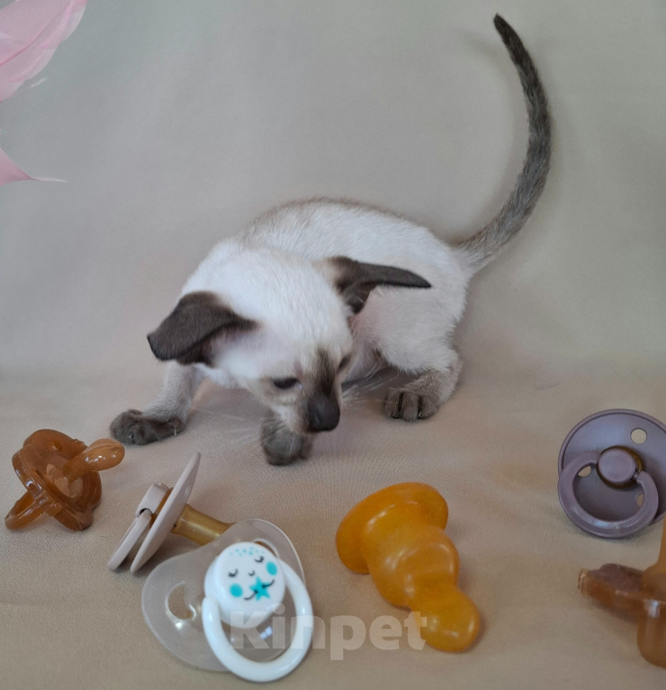Кошки в Мурманске: Ориентальные котята 😺 Девочка, Бесплатно - фото 4