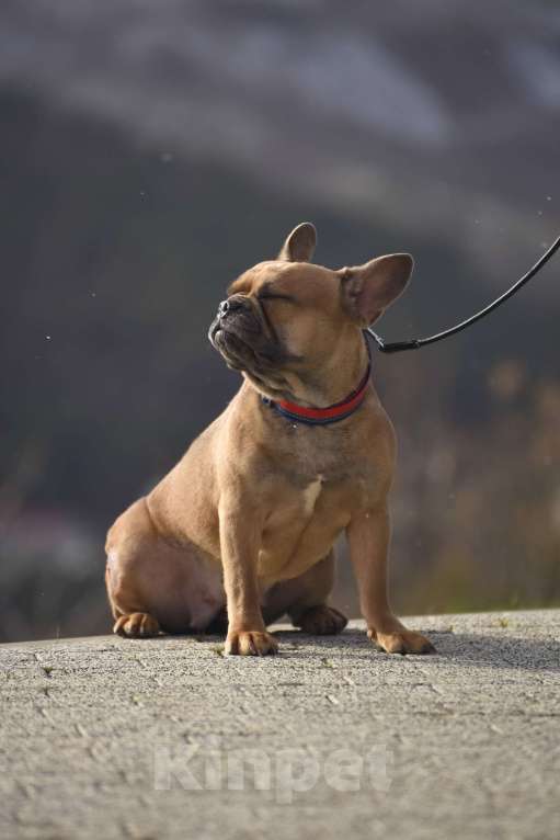 Собаки в Москве: девочка будет 2 годика  Девочка, 5 000 руб. - фото 2