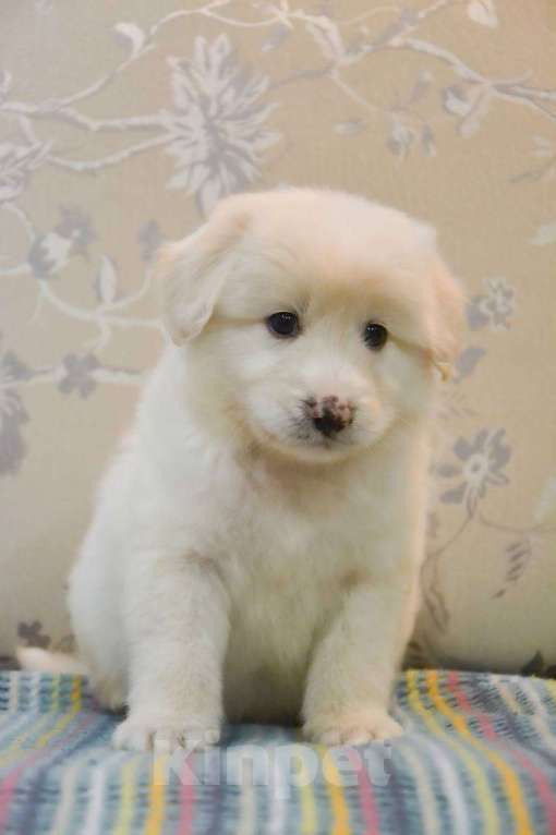 Собаки в Москве: Белая Швейцарская Овчарка щенок  Мальчик, 5 000 руб. - фото 4