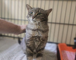 Кошки в Москве: Котенок Криспи ищет дом Девочка, Бесплатно - фото 5